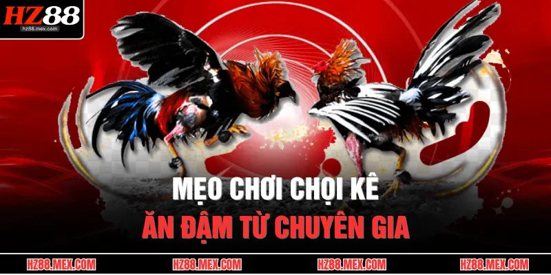 Mẹo chơi chọi kê ăn đậm từ chuyên gia